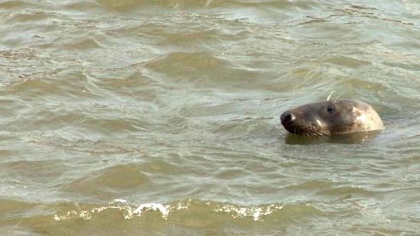 Thames Seal Watch
