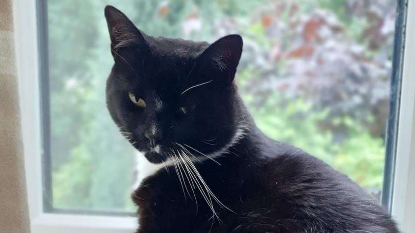 To provide neurological care to a cat