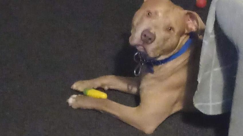 Vet bill for xl bully