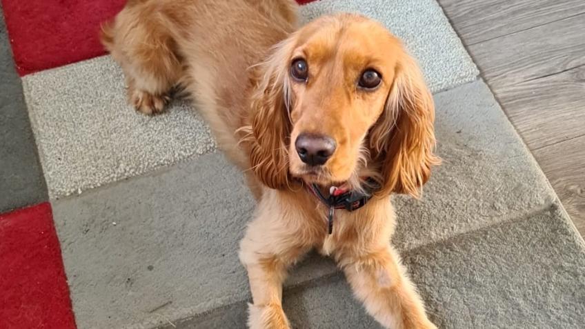 HELP AGATA THE PUPPY GET BETTER.