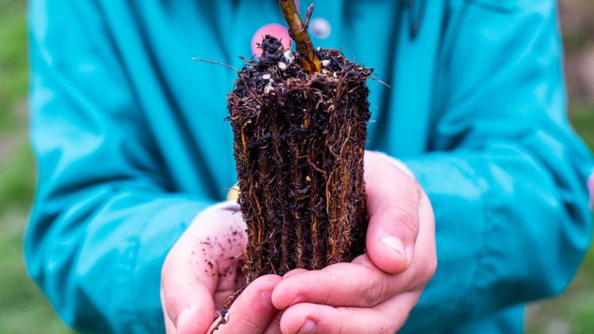 Raising Support for Local Tree Planting