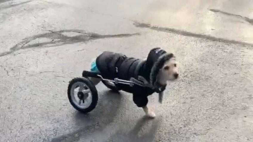 Help leo run again!