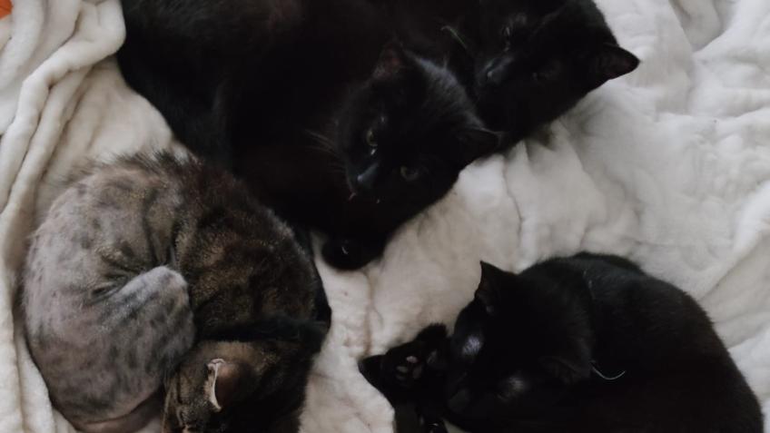 THE CAT PACK NEUTERING FUND