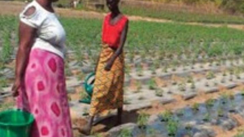 HORTICULTURAL GARDEN 🇬🇧🇬🇲