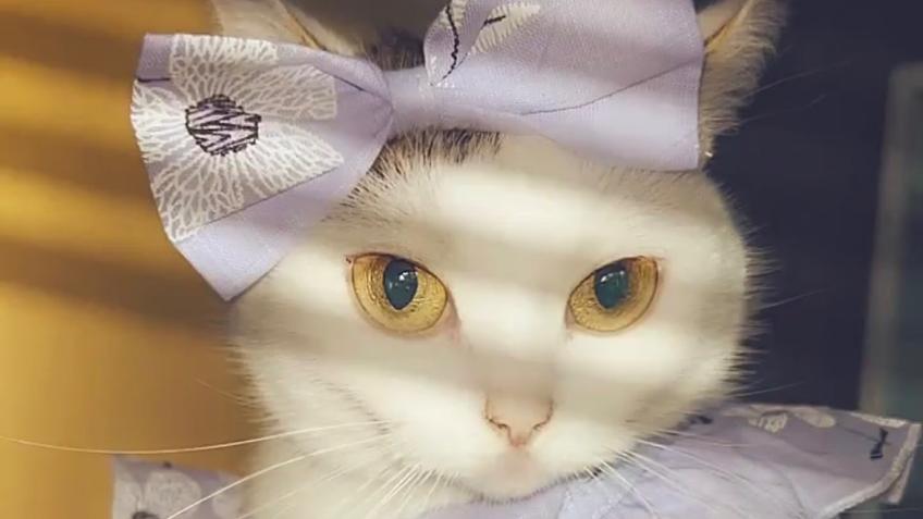 Help Ceecee to have surgery