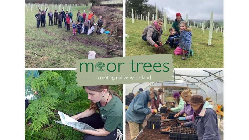 Breathing more life into Dartmoor: 34000 New Trees