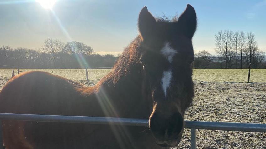 Sponsor an Equine