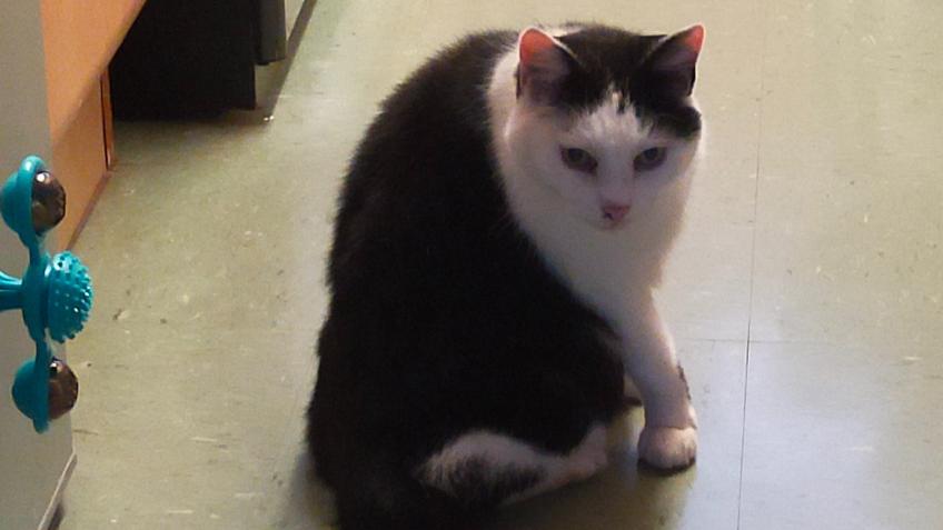 Banjo (Cat) vet bill fund