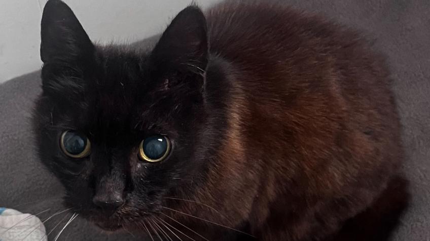 Abandoned Senior Cat Vet Care
