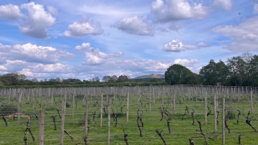 Help save our family vineyard