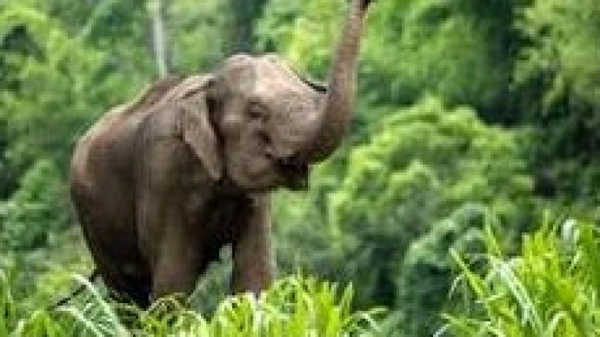 Fundraising to Volunteer in Thailand Expedition