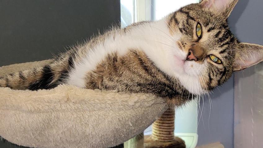 Cats in need