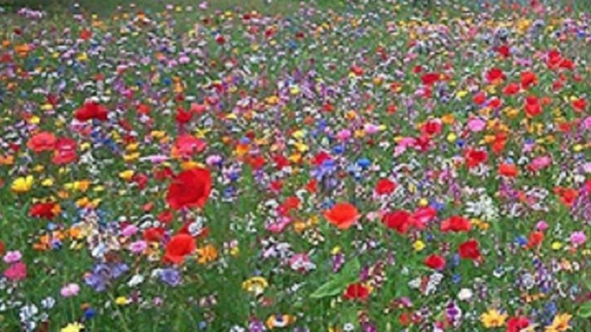 Wild flowers project