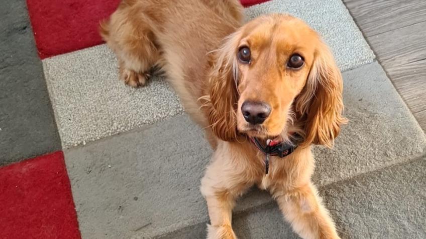 HELP AGATA THE PUPPY GET BETTER.