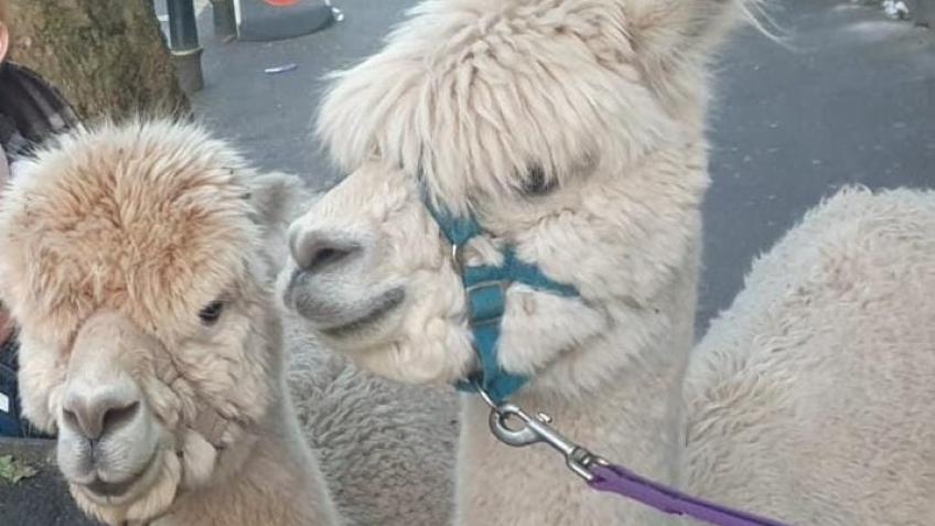 Brummie Alpacas