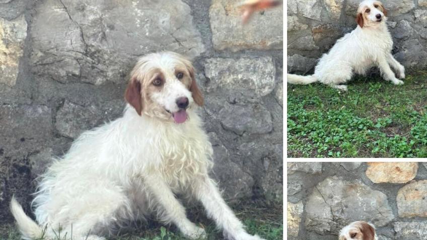 Building an animal shelter in Montenegro