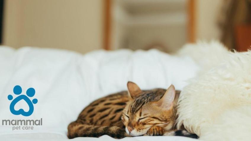 Mammal Pet Care