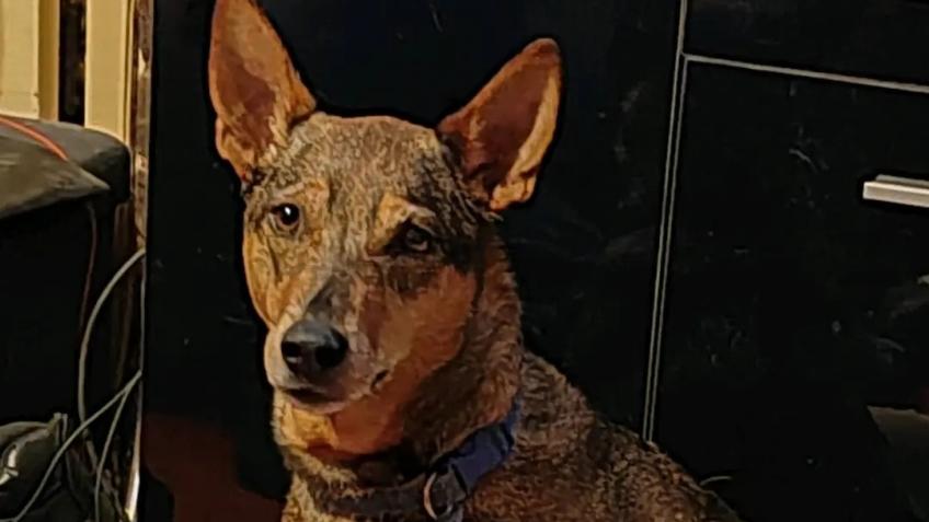My dog milo needs cruciate surgery
