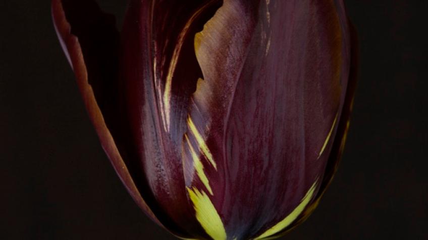 Absorbed by the Beauty