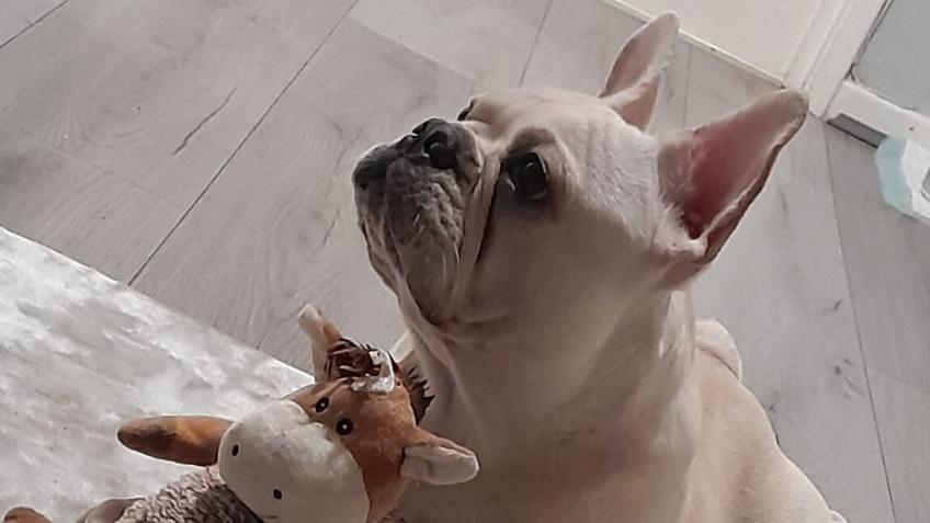 Help paying for boas surgery for loki