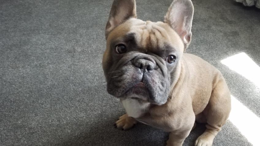 Operation for Bear the French Bulldog