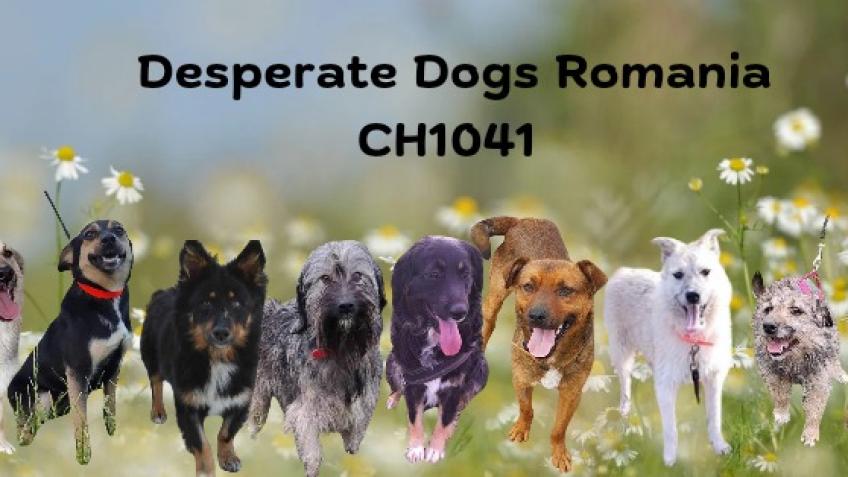 Help To Pay Our Vet Bills