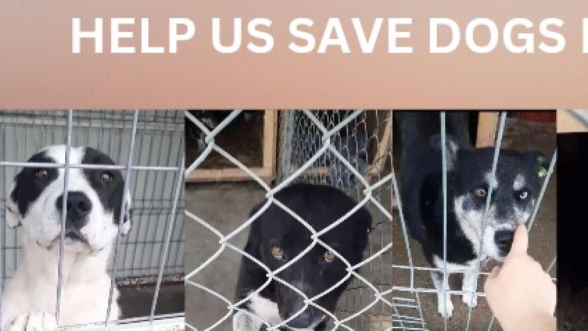Help For Dogs On Death Row In Lancram
