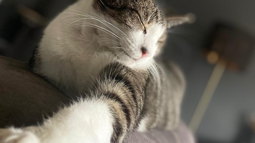 Raising money for my cats medical.