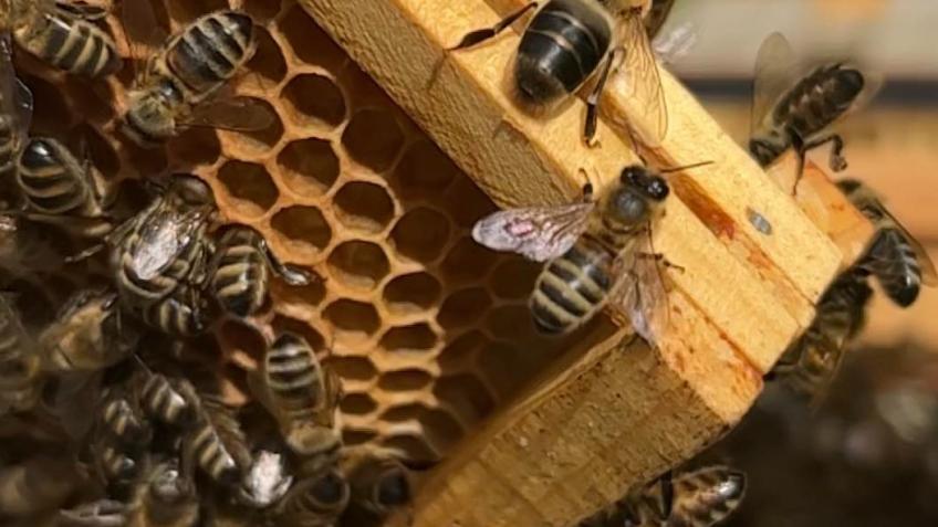 Buzzclub and The Honey Gardens