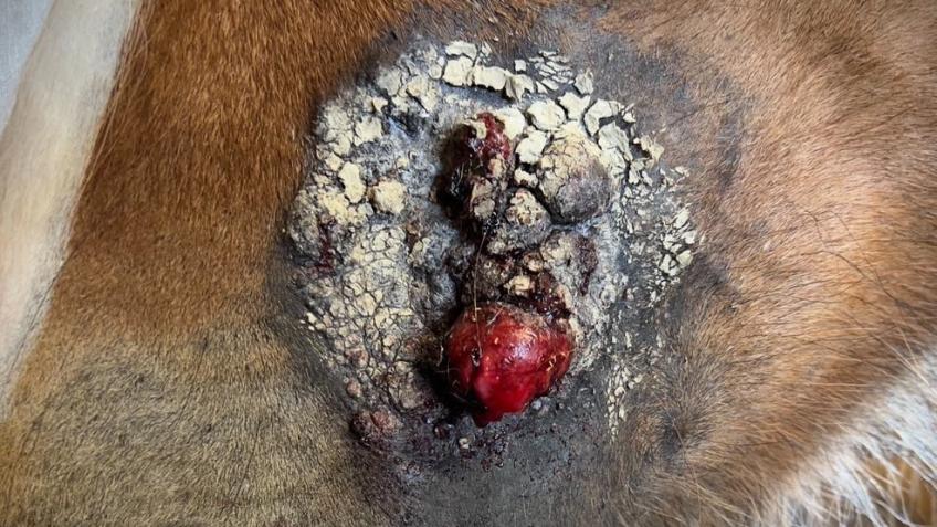Please help with vet bills for a Clydesdale horse