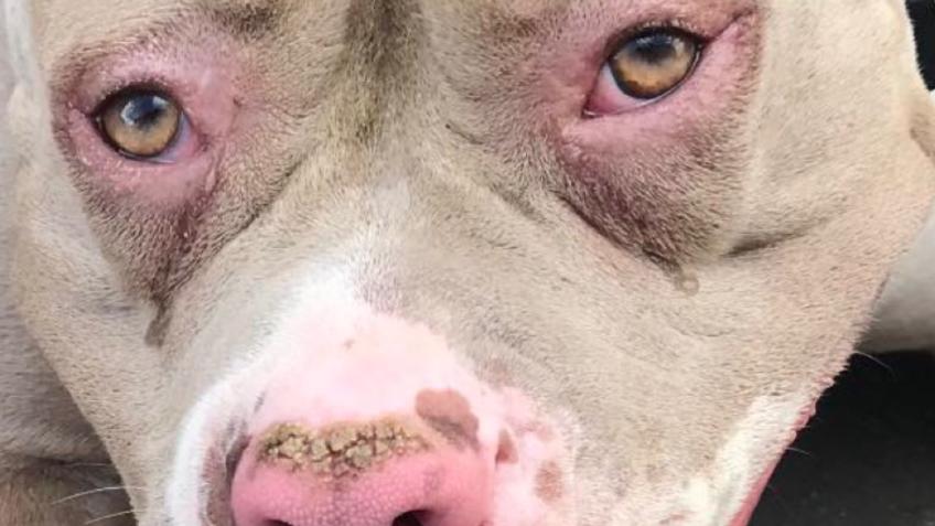 Lolas cut foot vet bills