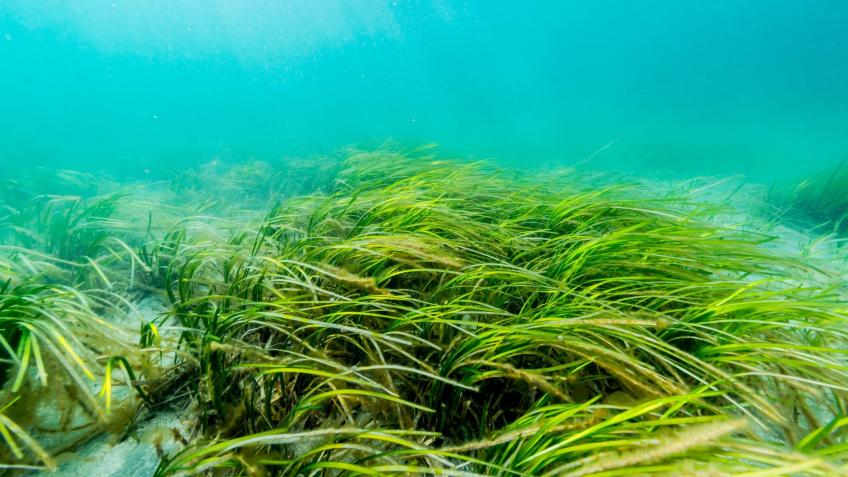 Kelp me out, sponsor my seagrass sprint