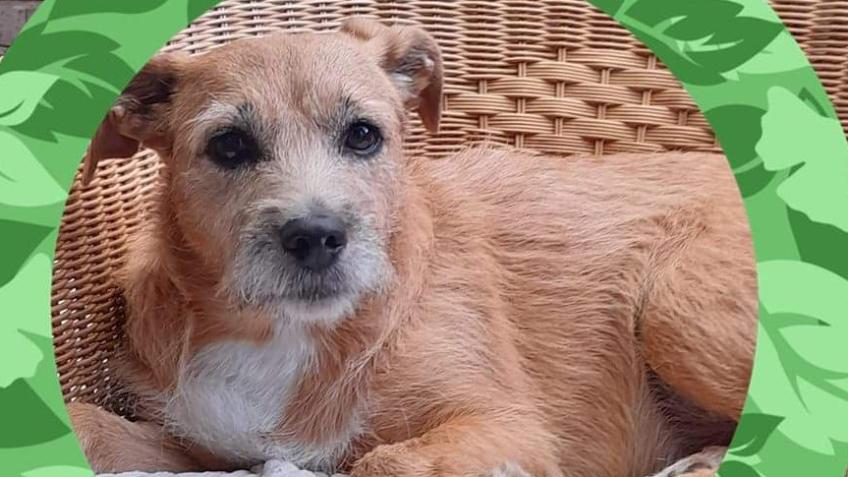 VET BILL FOR RESCUE DOG DRU