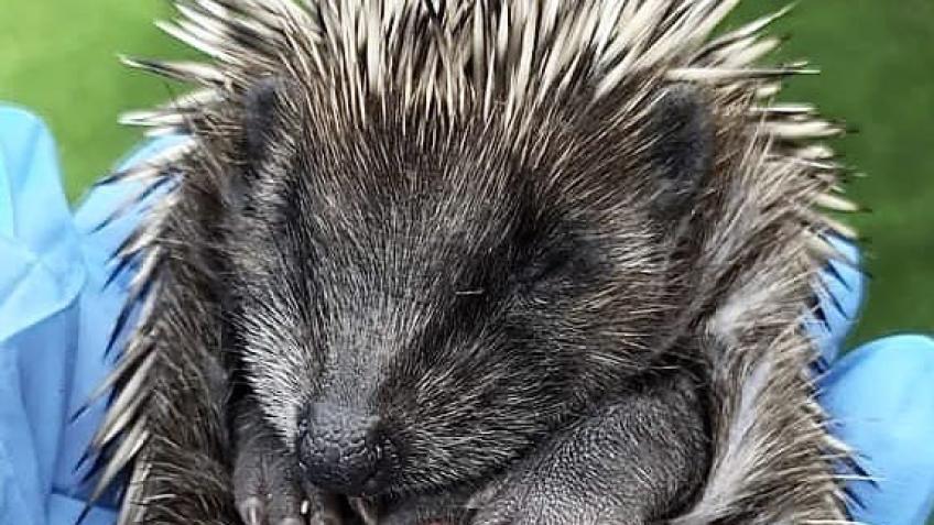 Help us buy new hutches for Hedgepigs & Hoglets
