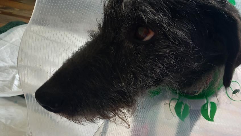 More medical treatment for Charlie