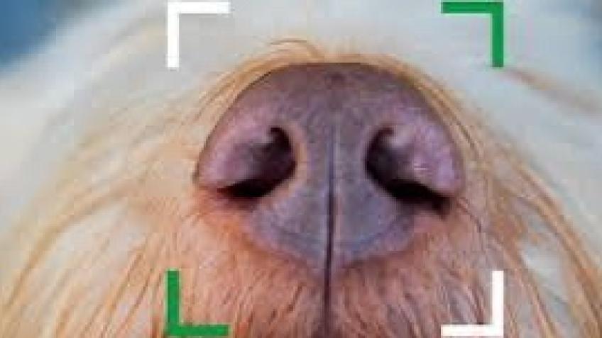 Petasure