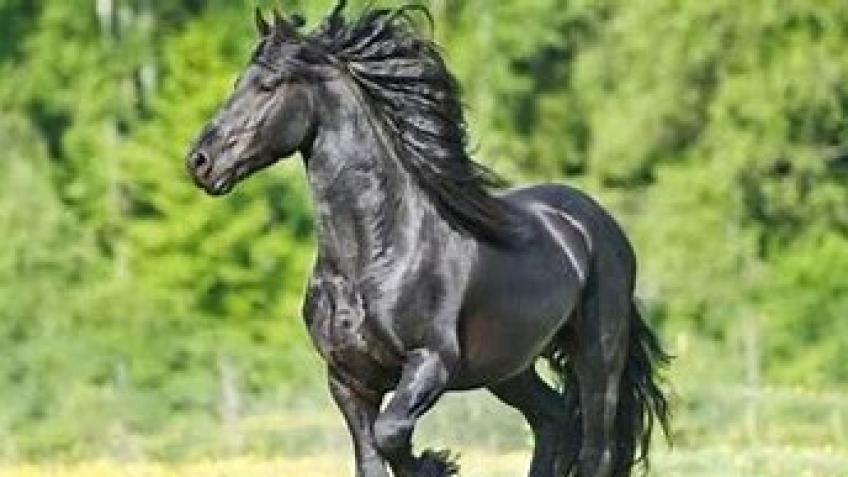 Community Horse Power