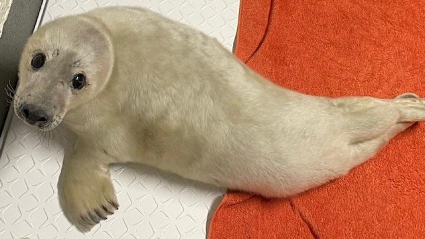 Seal Pup Quarantine & Pool Project