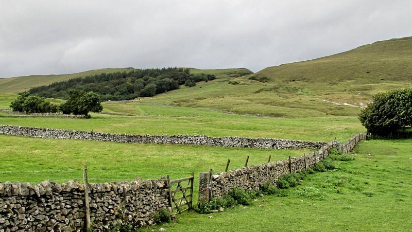 Restore the UK's Temperate Rainforest in Devon