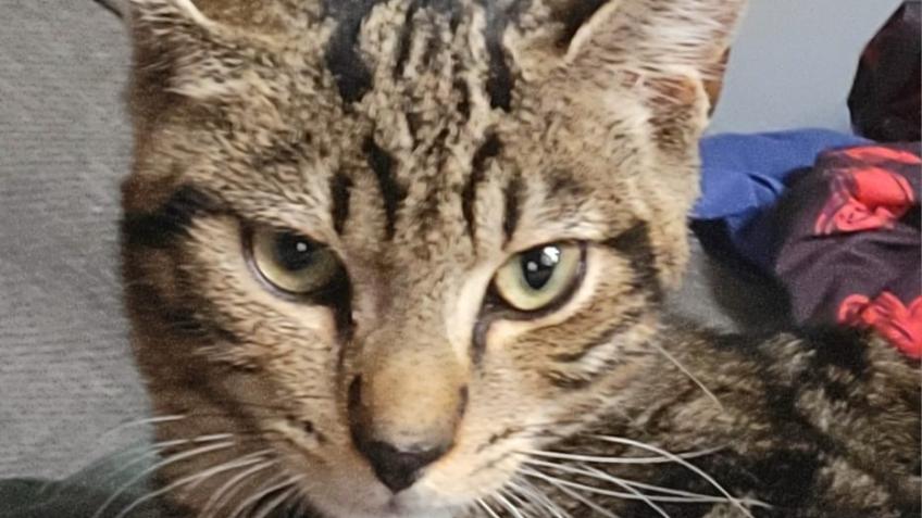 For T.A.C.O cat rescue Luton cats,