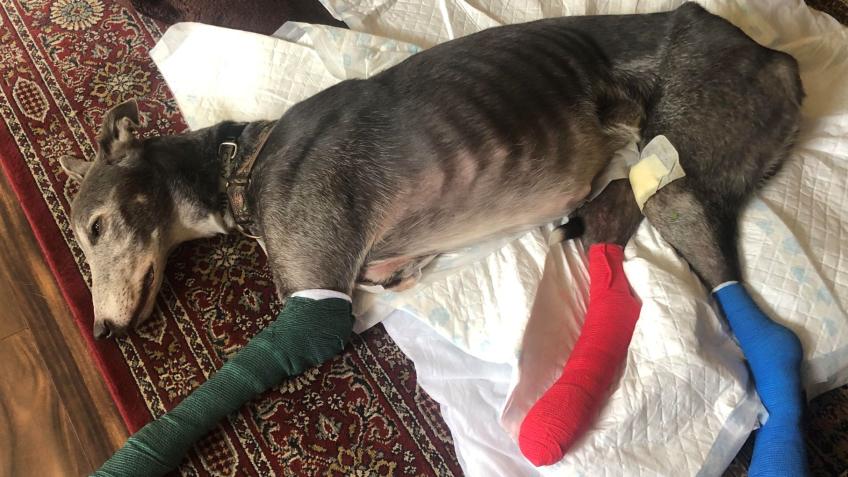 Neglected & abused 3-legged greyhound needs help