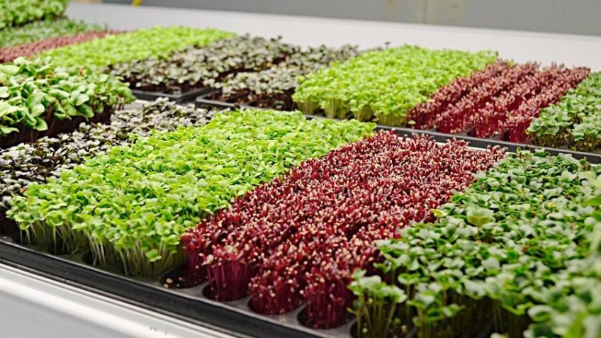 To grow microgreens