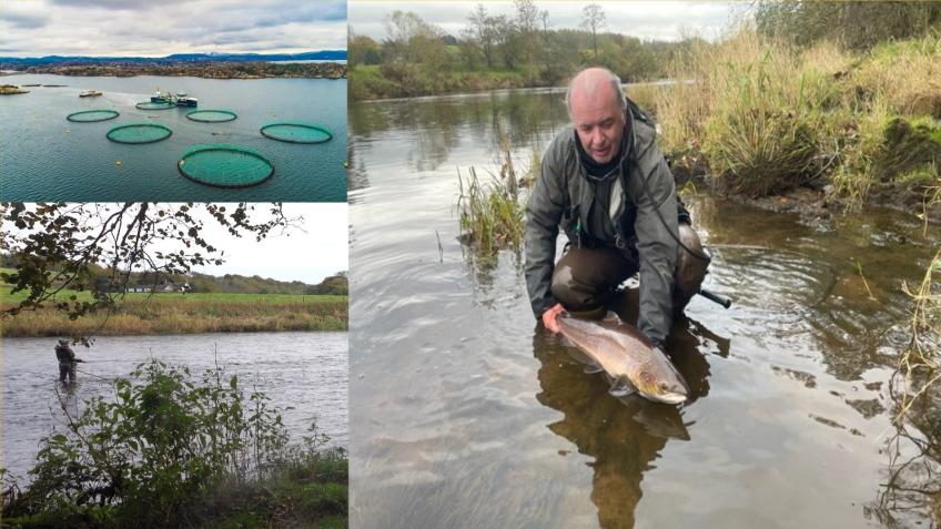 Salmon Farms: Close them UP, (not down)!