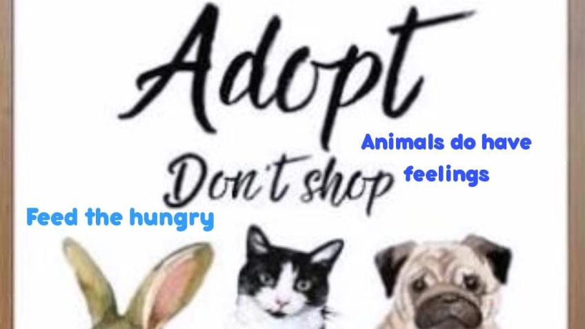 Animals Ark