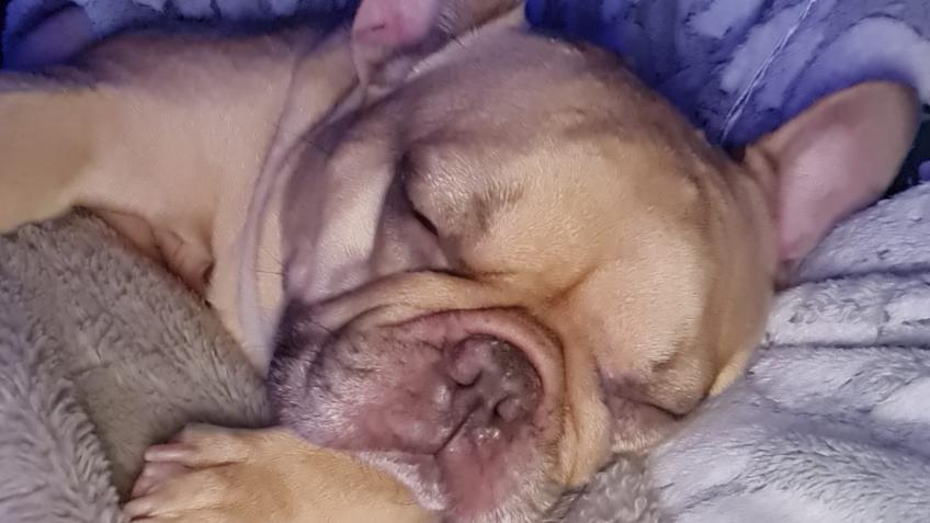 Safe are dogs