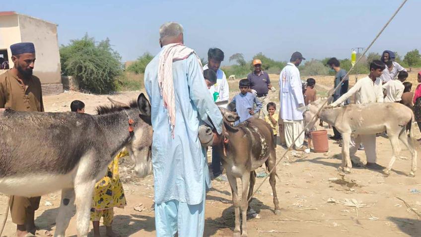 Welfare camp for working animals in Pakistan