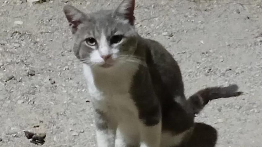 Blanca Street Cats. Food and health care.