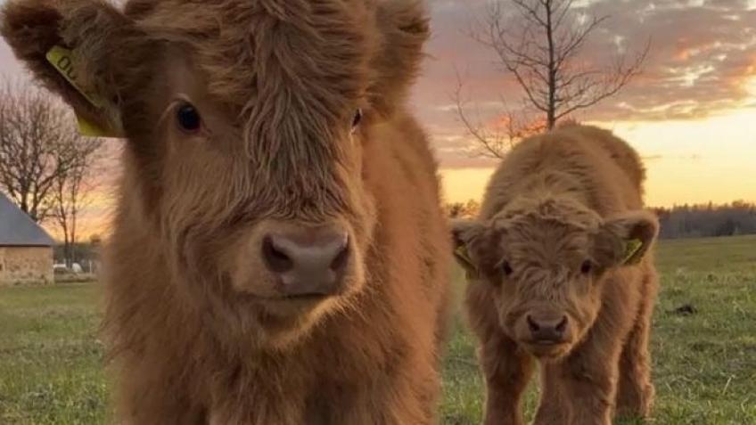 Animals go live