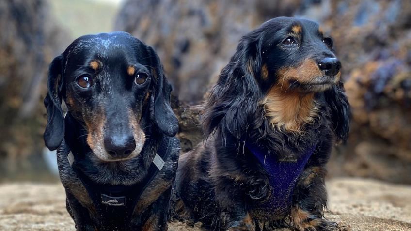 Please help Dudley & Darcey!