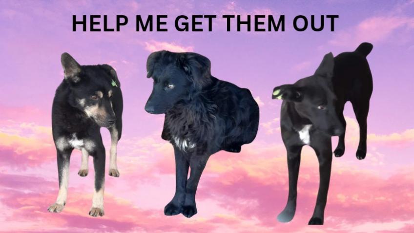 HELP GET THE DOGS OUT